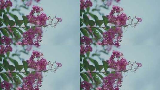 小红花 花朵 大自然高清在线视频素材下载