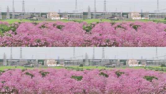 中国广东省广东省广州市南沙马克村紫花风铃高清在线视频素材下载