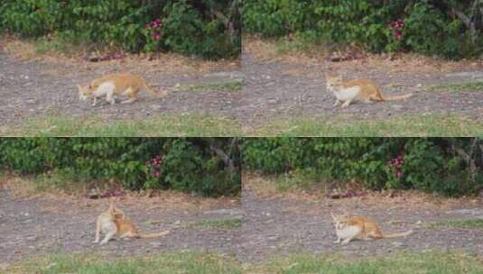 野外的小橘猫高清在线视频素材下载