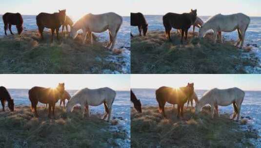 航拍呼伦贝尔冬季草原马群-116高清在线视频素材下载