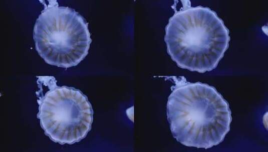 漂亮的水母在游动高清在线视频素材下载