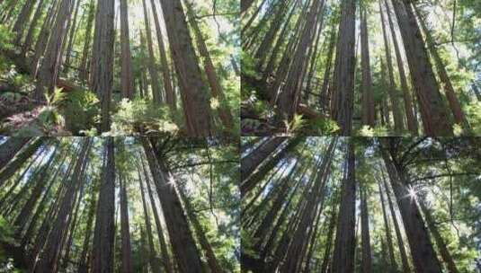 摇摄阳光照射下森林中树木高清在线视频素材下载