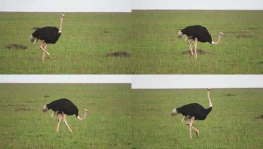 草地上的鸵鸟高清在线视频素材下载