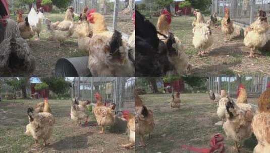 山场土鸡养殖土鸡养殖土鸡鸡养鸡高清在线视频素材下载