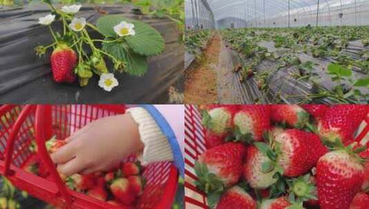 摘草莓/草莓园采摘/自然草莓高清在线视频素材下载