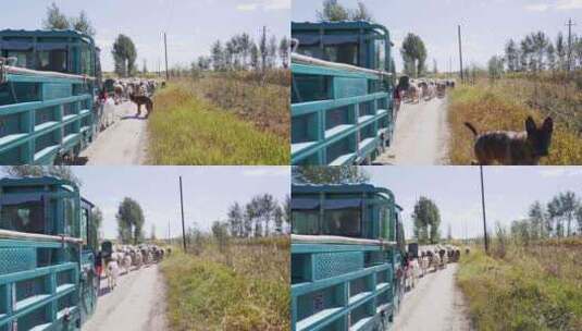 农业羊群养殖高清在线视频素材下载