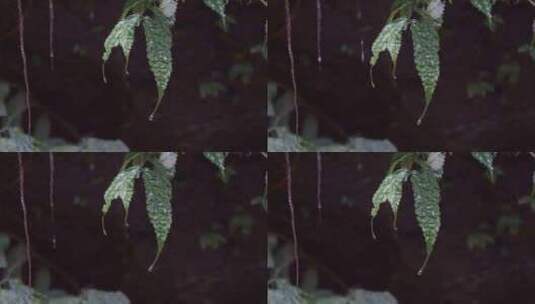 水滴滴水叶子高清在线视频素材下载
