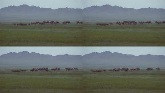 草原上的骆驼高清在线视频素材下载