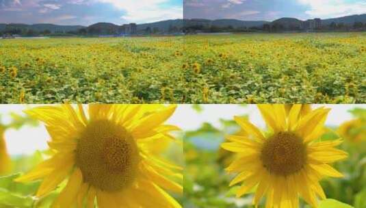 向日葵 葵花 太阳花 花海高清在线视频素材下载