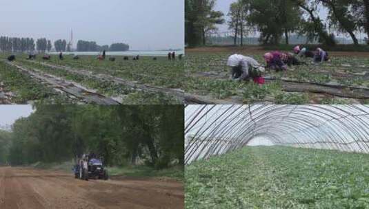 西瓜地种瓜高清在线视频素材下载