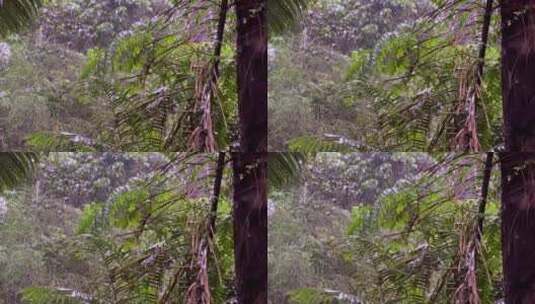 热带混合森林下大雨。树木背景下的大雨场景高清在线视频素材下载