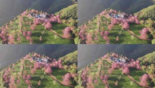 云南大理无量山樱花谷日出冬樱花和茶园航拍高清在线视频素材下载