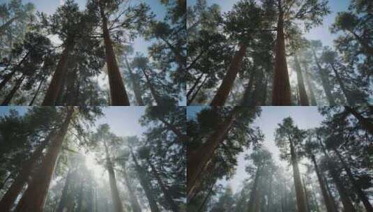 仰拍松树树林高清在线视频素材下载