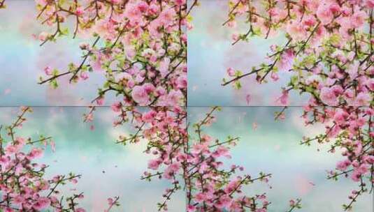桃花朵朵开高清在线视频素材下载