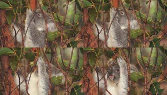 考拉栖息在树上吃桉树叶——孤立的特写镜头高清在线视频素材下载