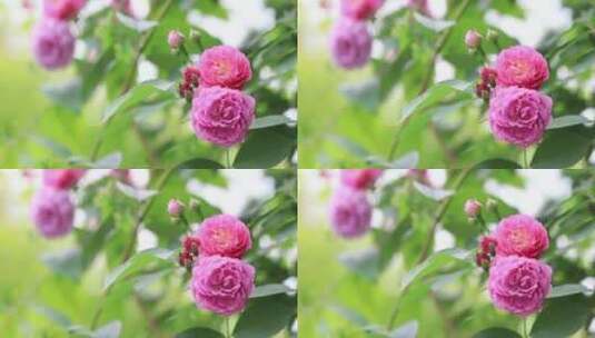 居民小区院墙上的蔷薇花开高清在线视频素材下载