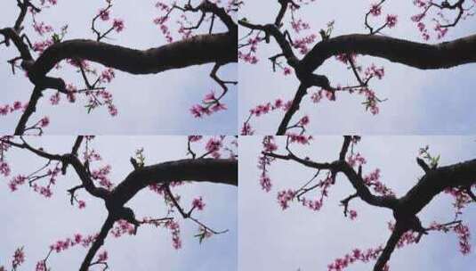 春天果园桃树桃花盛开高清在线视频素材下载