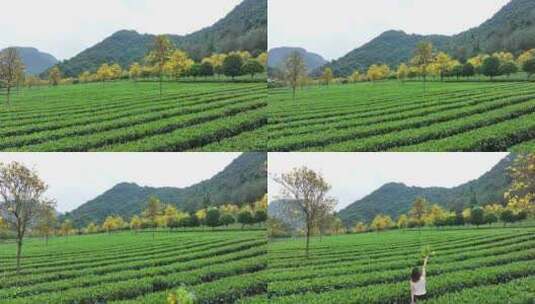 中国广东省清远市英德市石灰铺红星茶场高清在线视频素材下载