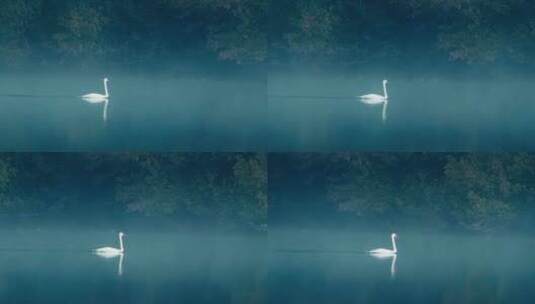天鹅在湖泊上高清在线视频素材下载