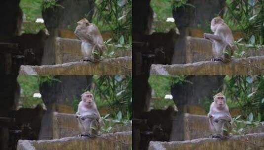 泰国丛林中吃食物的猴子高清在线视频素材下载