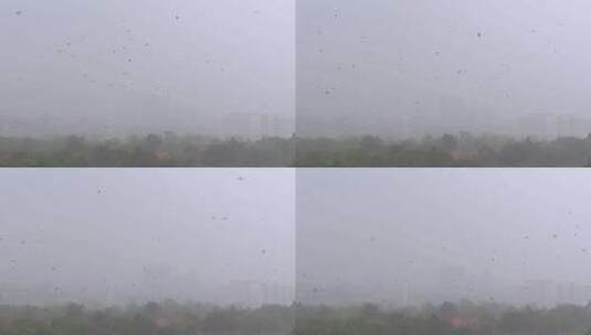 丛林中的热带雨燕子和鸟儿在雨中飞翔高清在线视频素材下载