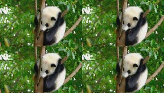 熊猫在树上休息高清在线视频素材下载