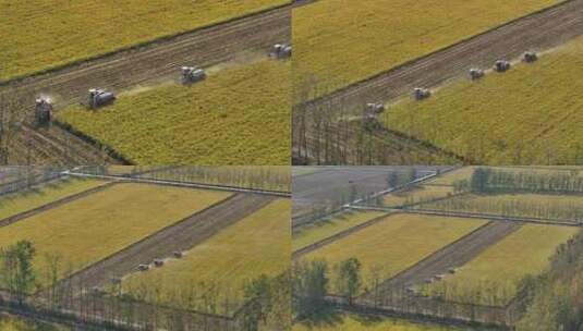 江苏平原稻田收割画面高清在线视频素材下载
