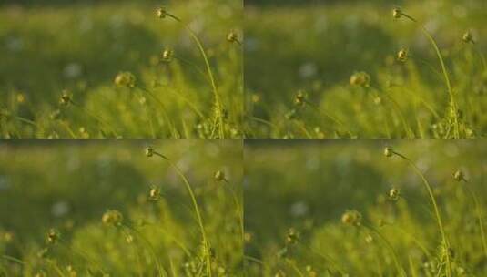 春天金黄色花朵金鸡菊高清在线视频素材下载