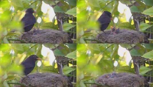 小鸟叼食物哺育雏鸟特写高清在线视频素材下载