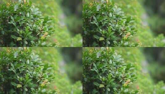 雨天的绿植高清在线视频素材下载