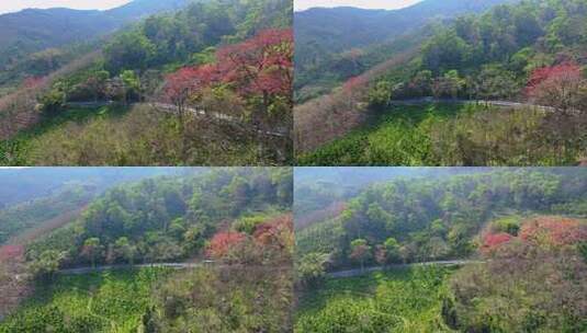 海南白沙九架岭木棉花高清在线视频素材下载