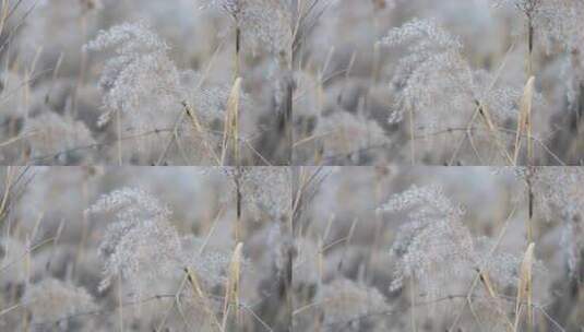 芦苇 禾本科 被子植物 湿地边高清在线视频素材下载