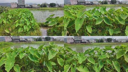 香芋园 香芋种植 芋头田高清在线视频素材下载