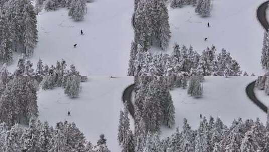 重庆武隆仙女山雪景骑马高清在线视频素材下载