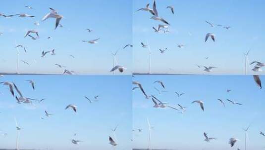 海鸥 海边 海平线 群鸟 大海高清在线视频素材下载