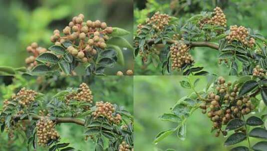 风雨中的花椒树青花椒06【套组】高清在线视频素材下载