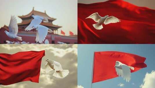 和平鸽 鸽子高清在线视频素材下载