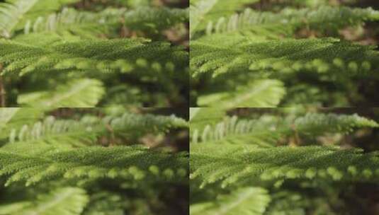蕨类植物特写镜头高清在线视频素材下载