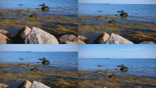 一只海鸟栖息在海面的岩石上高清在线视频素材下载