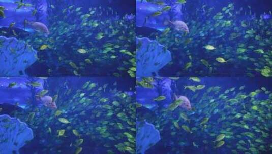 海底鱼群 黄金鲹 鱼群中一个小鱼高清在线视频素材下载