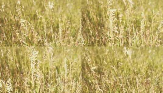 夏季小麦种植高清实拍高清在线视频素材下载