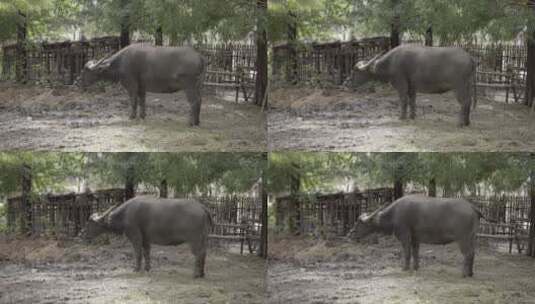 农村里饲养的牦牛4K视频素材高清在线视频素材下载