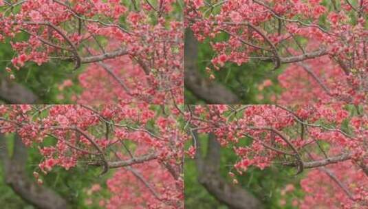 高山杜鹃花9高清在线视频素材下载