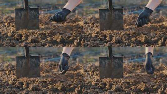 农民将化肥倒入土壤高清在线视频素材下载