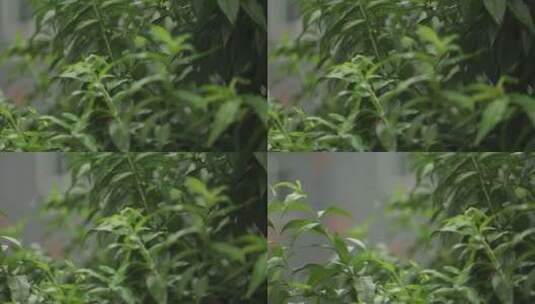 下雨植物叶子滴水绿叶天空高清在线视频素材下载