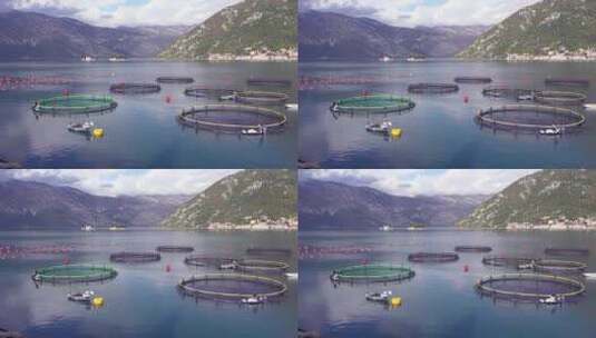 工人们在黑山博卡湾的一个渔场喂鱼高清在线视频素材下载