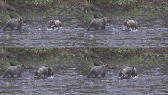 在河里捕捉鲑鱼的熊高清在线视频素材下载