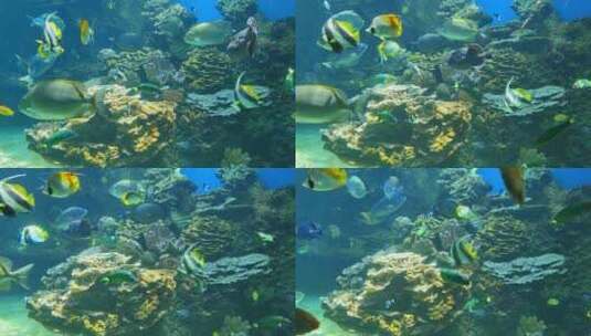 许多热带鱼的海底世界高清在线视频素材下载