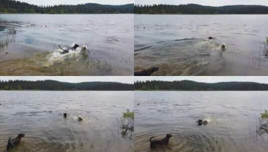 三只狗在湖水中玩耍高清在线视频素材下载