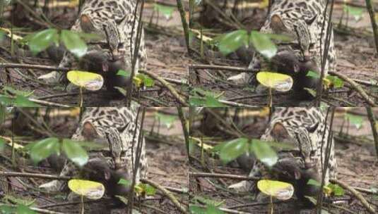 玛格豹猫在雨林里抓到老鼠高清在线视频素材下载